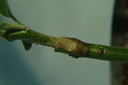 Aubergine greffée sur Cyphomandra betaceae